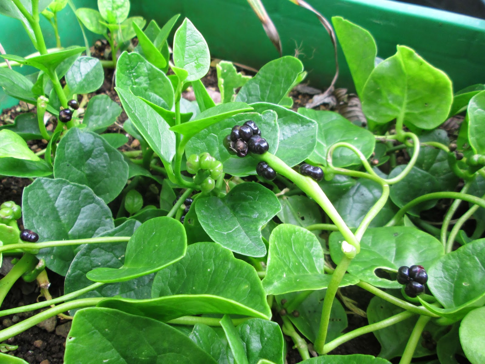 Представитель Семейства Basellaceae